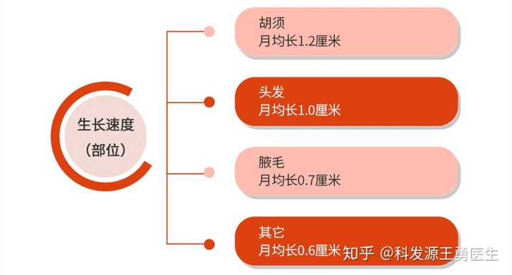 四个月头发生长长度探究，科学解析头发增长规律