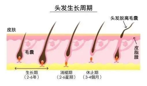 半个月头发生长量的深度探究