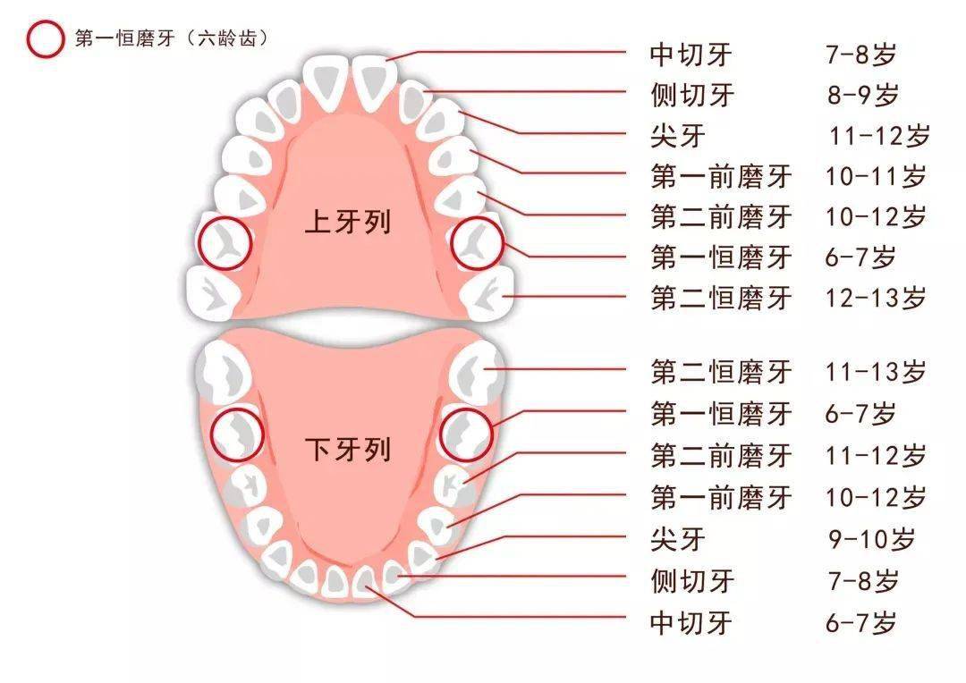 婴儿成长里程碑，牙齿生长的过程与关注