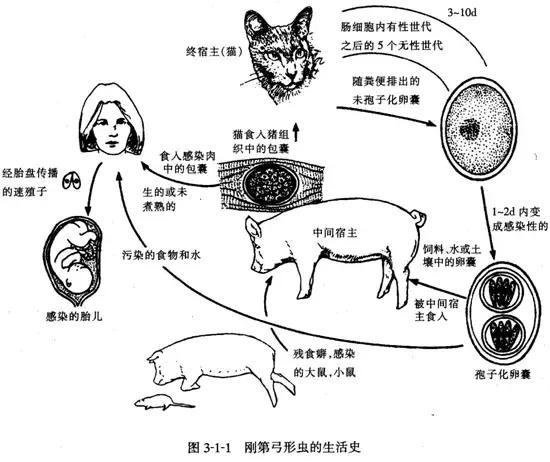 关于孕妇在怀孕期间能否食用黑鱼的探讨——以8个月孕期为例