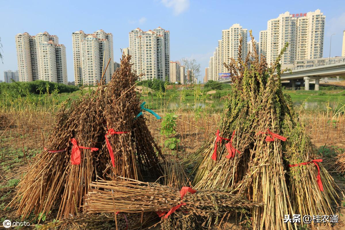 广东省农村土地承包法的实施与影响