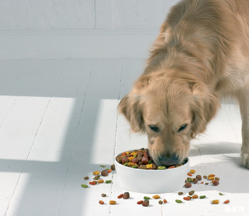 两个月大金毛幼犬的饮食指南，一天应该喂几次？