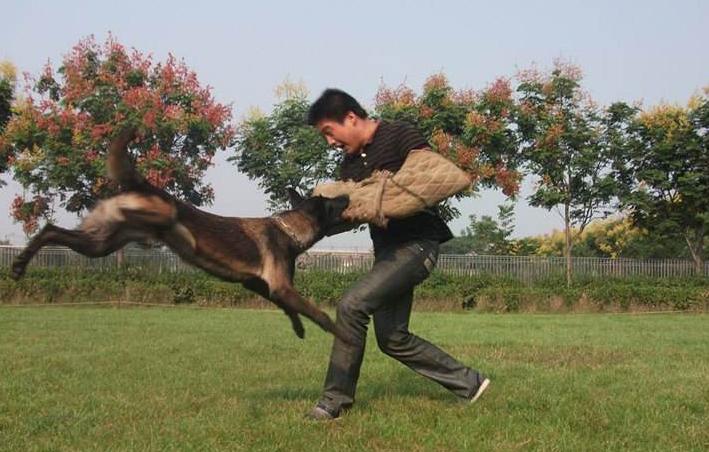 三个月金毛幼犬的饮食指南，一天应该喂几次？