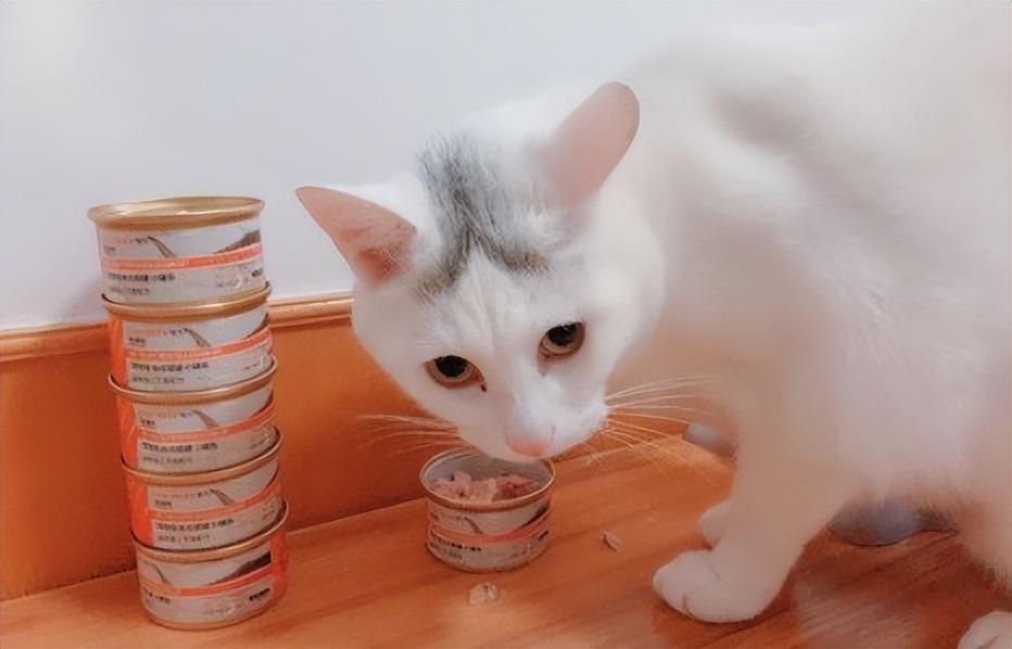 两个月小猫能吃猫罐头吗？解读小猫饮食需求与猫罐头的适宜性